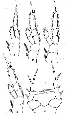 Espèce Eurytemora brodskyi - Planche 2 de figures morphologiques