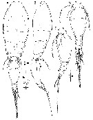 Espèce Triconia giesbrechti - Planche 4 de figures morphologiques