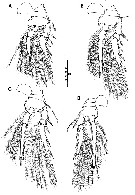 Espèce Triconia elongata - Planche 7 de figures morphologiques