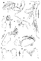 Species Triconia pacifica - Plate 2 of morphological figures