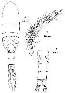 Espèce Pseudocyclops faroensis - Planche 1 de figures morphologiques