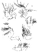 Espèce Pseudocyclops faroensis - Planche 2 de figures morphologiques