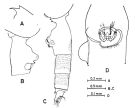 Espèce Euchaeta plana - Planche 3 de figures morphologiques