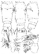 Espèce Speleophria nullarborensis - Planche 2 de figures morphologiques