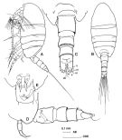 Espèce Stephos hastatus - Planche 1 de figures morphologiques