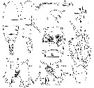 Espèce Pinkertonius ambiguus - Planche 1 de figures morphologiques