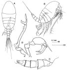 Espèce Stephos hastatus - Planche 4 de figures morphologiques