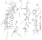 Espèce Pinkertonius ambiguus - Planche 8 de figures morphologiques