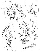 Espce Sensiava secunda - Planche 3 de figures morphologiques