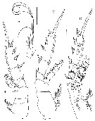 Espce Sensiava secunda - Planche 4 de figures morphologiques