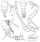 Espèce Stephos angulatus - Planche 2 de figures morphologiques
