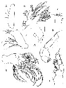 Species Sensiava longiseta - Plate 9 of morphological figures