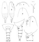 Species Scaphocalanus antarcticus - Plate 1 of morphological figures