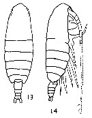 Espèce Calanus chilensis - Planche 5 de figures morphologiques