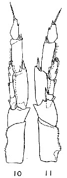 Species Calanus chilensis - Plate 7 of morphological figures