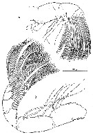 Espce Augaptilina scopifera - Planche 2 de figures morphologiques