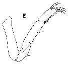 Espèce Laitmatobius crinitus - Planche 5 de figures morphologiques