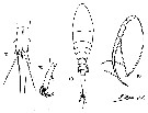 Espèce Lubbockia marukawai - Planche 2 de figures morphologiques