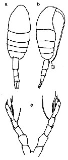 Espèce Metridia sp. - Planche 1 de figures morphologiques