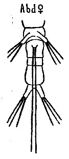 Espèce Monstrilla roscovita - Planche 1 de figures morphologiques