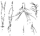 Espèce Monstrillopsis angustipes - Planche 1 de figures morphologiques
