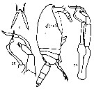 Espèce Pseudoamallothrix profunda - Planche 1 de figures morphologiques
