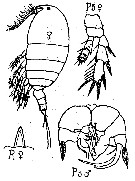 Espèce Pseudocyclops obtusatus - Planche 1 de figures morphologiques