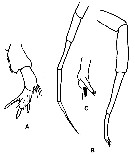 Espèce Xanthocalanus subagilis - Planche 1 de figures morphologiques