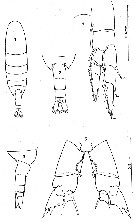 Species Calanus propinquus - Plate 31 of morphological figures