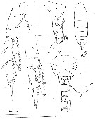 Espèce Calanus simillimus - Planche 22 de figures morphologiques