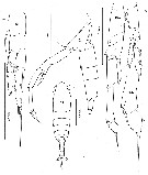 Espèce Calanus simillimus - Planche 23 de figures morphologiques