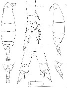 Espèce Calanoides acutus - Planche 24 de figures morphologiques