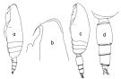 Espèce Scaphocalanus cristatus - Planche 1 de figures morphologiques