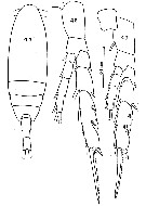 Espèce Ctenocalanus vanus - Planche 19 de figures morphologiques