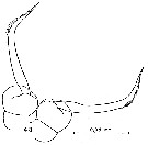 Espèce Drepanopus pectinatus - Planche 16 de figures morphologiques
