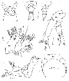 Species Farrania sp. - Plate 1 of morphological figures