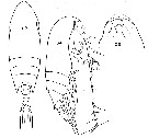 Species Aetideus armatus - Plate 23 of morphological figures