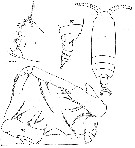 Espèce Gaetanus brevispinus - Planche 29 de figures morphologiques