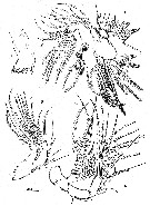 Espèce Boxshallia bulbantennula - Planche 3 de figures morphologiques