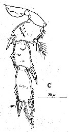 Espèce Boxshallia bulbantennula - Planche 5 de figures morphologiques