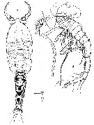 Espèce Boxshallia bulbantennula - Planche 8 de figures morphologiques