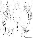 Espèce Paraeuchaeta antarctica - Planche 21 de figures morphologiques