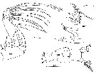 Espèce Paraeuchaeta antarctica - Planche 22 de figures morphologiques