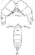 Species Cephalophanes frigidus - Plate 7 of morphological figures