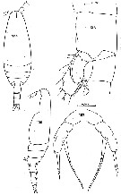 Espèce Scaphocalanus antarcticus - Planche 6 de figures morphologiques