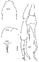 Species Scaphocalanus magnus - Plate 27 of morphological figures