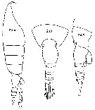 Espèce Heterorhabdus austrinus - Planche 15 de figures morphologiques