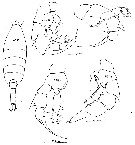 Espèce Heterorhabdus austrinus - Planche 16 de figures morphologiques