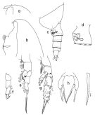 Species Scaphocalanus brevirostris - Plate 1 of morphological figures