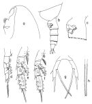 Espèce Scaphocalanus medius - Planche 1 de figures morphologiques